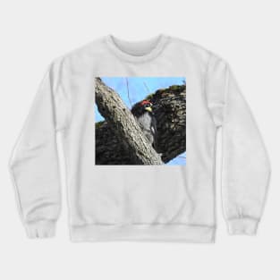 Wildlife gifts, acorn woodpecker, birds, nature Crewneck Sweatshirt